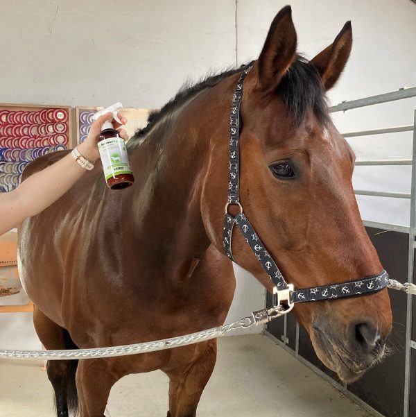 Hest der bliver sprayet med Anibio Sommerspray mod insekter