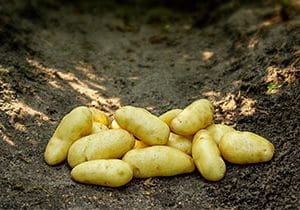 En lille stak Arsparges læggekartofler