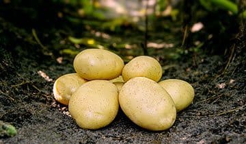 En lille stak Folva læggekartofler