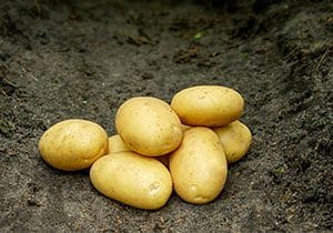 En lille stak Sava læggekartofler