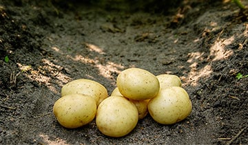 En lille stak Solist læggekartofler