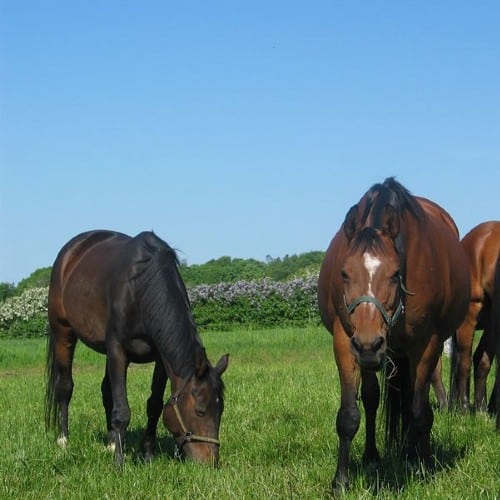 Heste på græsmark med blanding 61 med kløver