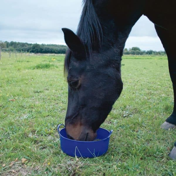 Mørkebrun hest der spiser af en blå flex spand 6 ltr