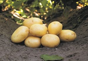En stak kartofler på en mark - Pondus