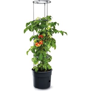 Tomatpotte med tomatplante med tomater