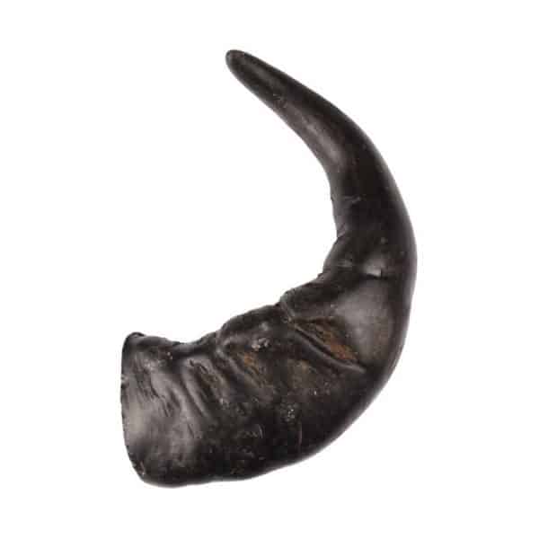 Et stort sort bøffelhorn, hundesnack